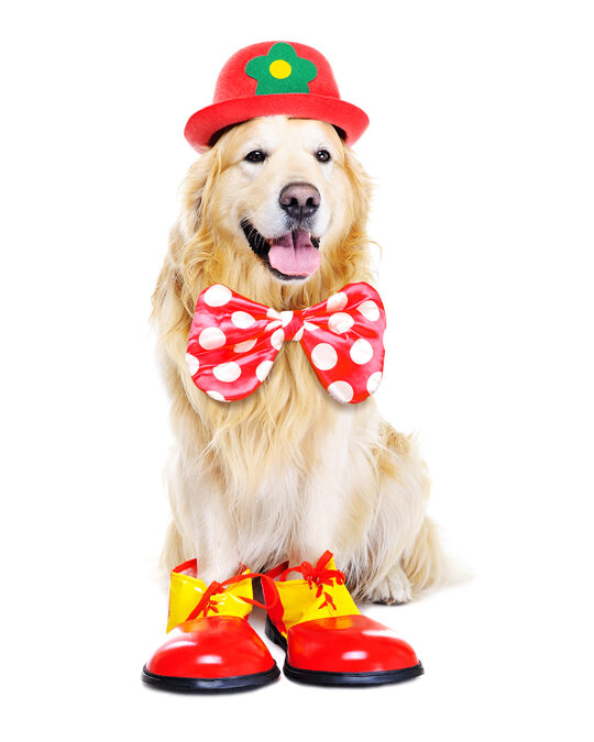 Dog Costume